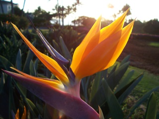 Strelitzia on Kauai